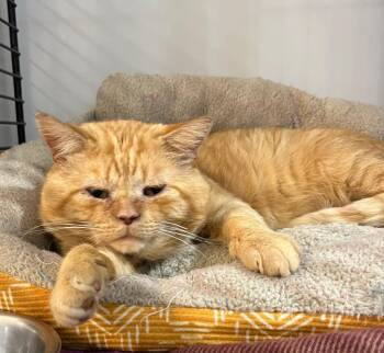 Moon Pie- FIV+ -  Domestic Short Hair Cat for Adoption in Pierceton, Indiana - Moon Pie- FIV+ | PetCurious