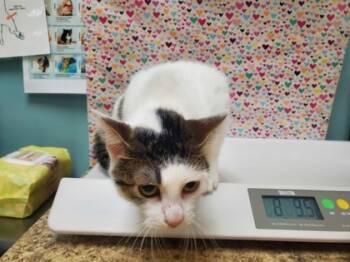 Rescue Domestic Short Hair Cats for Adoption in Maumee, Ohio - Pearl | PetCurious