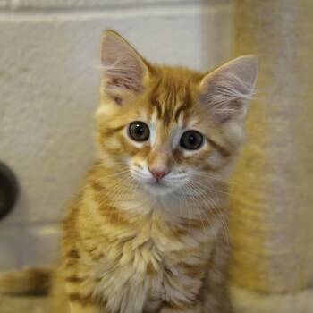 Raggedy Ann -  Domestic Medium Hair Cat for Adoption in Waynesboro, Pennsylvania - Raggedy Ann | PetCurious