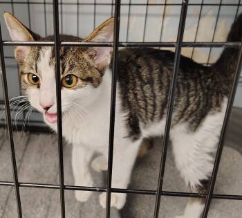 Rescue Domestic Short Hair Cats for Adoption in Saint Clairsville, Ohio - Purrcy | PetCurious