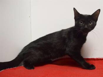 DIAMOND -  Domestic Short Hair Cat for Adoption in Sacramento, California - DIAMOND | PetCurious