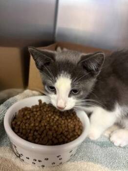 Conrado -  Domestic Short Hair Cat for Adoption in West Chester, Pennsylvania - Conrado | PetCurious