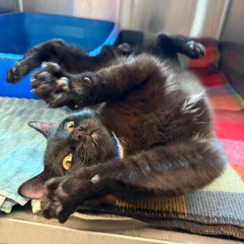Domestic Short Hair Cats Available for Adoption in Fairport, New York - Batty | PetCurious