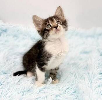 Alibi -  Ragamuffin Cat for Adoption in Covington, Louisiana - Alibi | PetCurious