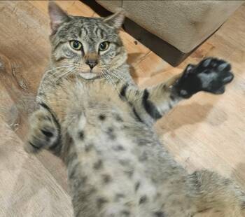 Mr. Brown -  Tabby Cat for Adoption in Closter, New Jersey - Mr. Brown | PetCurious