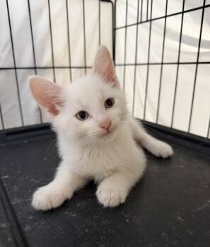 Ember -  Domestic Short Hair Cat Available for Adoption in Gardena, California - Ember | PetCurious