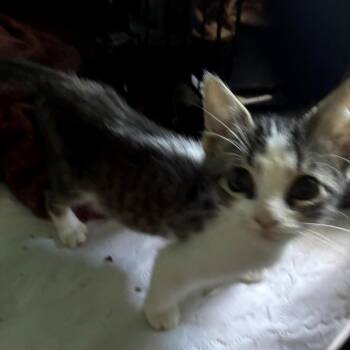 Hyperion -  Domestic Short Hair Cat for Adoption in Grantsville, Utah - Hyperion | PetCurious
