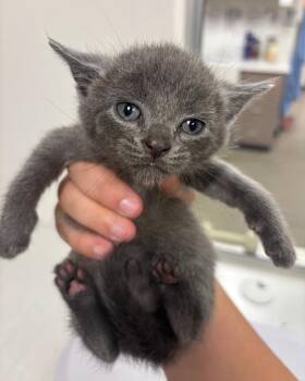 Rescue Domestic Short Hair Cats for Adoption in Greenfield, Indiana - Sneezy | PetCurious