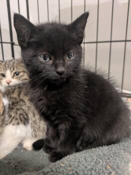 Rescue American Shorthair Cats for Adoption in Montclair, New Jersey - Nightshade | PetCurious