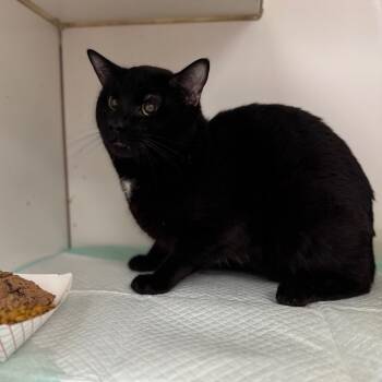 Rescue Domestic Short Hair Cats for Adoption in Pasadena, Maryland - Ruger | PetCurious