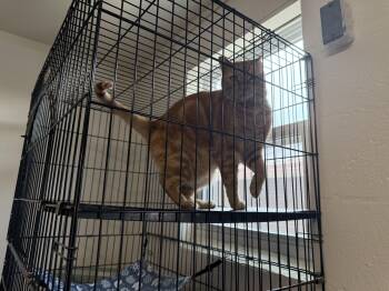 Rescue Domestic Short Hair Cats for Adoption in Reeds Spring, Missouri - Birdie | PetCurious
