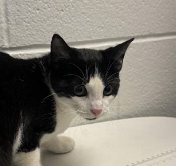 Zucchini -  Domestic Short Hair Cat for Adoption in Golden, Colorado - Zucchini | PetCurious