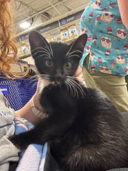 Archie -  Domestic Short Hair Cat for Adoption in Shawnee, Kansas - Archie | PetCurious