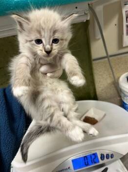Domestic Short Hair Cats Available for Adoption in Riverside, California - A1917252 | PetCurious