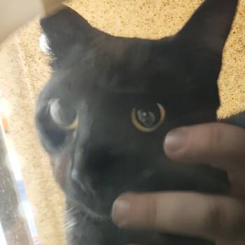 Bic -  Domestic Short Hair Cat for Adoption in Philadelphia, Pennsylvania - Bic | PetCurious
