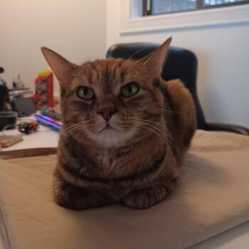 Domestic Long Hair Cats Available for Adoption in Chicago, Illinois - Giraffe | PetCurious