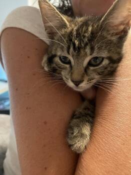 Almond Butter -  Torbie and Domestic Short Hair Cat for Adoption in Dublin, Ohio - Almond Butter | PetCurious