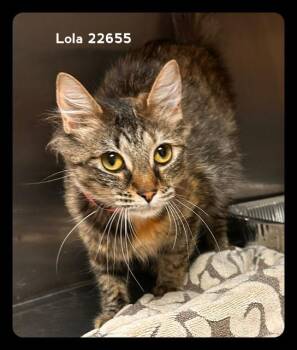 LOLA -  Domestic Medium Hair Cat for Adoption in Marietta, Georgia - LOLA | PetCurious