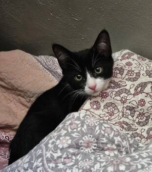 Rescue Tuxedo Cats for Adoption in Lacon, Illinois - Marcus | PetCurious