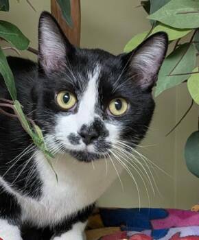 Bojangles -  Domestic Short Hair Cat for Adoption in Hastings, Nebraska - Bojangles | PetCurious