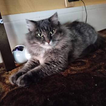 Rescue Domestic Long Hair Cats for Adoption in Minneapolis, Minnesota - Anne | PetCurious