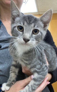 Rescue Domestic Short Hair Cats for Adoption in Youngsville, North Carolina - Zafu25 | PetCurious