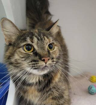 Domestic Short Hair Cats Available for Adoption in Delson, Quebec - Nyx | PetCurious