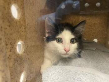 MOO -  Domestic Short Hair Cat for Adoption in Kent, Washington - MOO | PetCurious