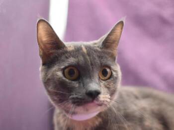 Domestic Short Hair Cats Available for Adoption - Cupcake | PetCurious