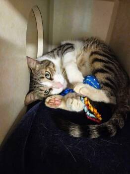 Thor -  Domestic Short Hair Cat Available for Adoption in Elmsford, New York - Thor | PetCurious