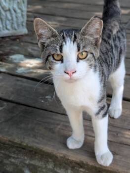 Domestic Short Hair Cats Available for Adoption in Oswego, South Carolina - Luca | PetCurious