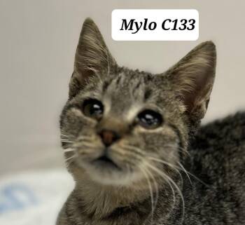 Mylo -  Domestic Short Hair Cat for Adoption in Morganton, North Carolina - Mylo | PetCurious