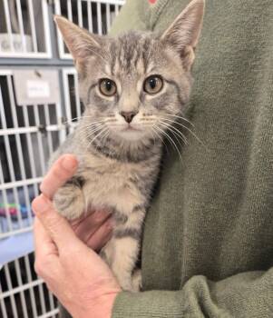 June Bug -  Tabby Cat for Adoption in New Rochelle, New York - June Bug | PetCurious