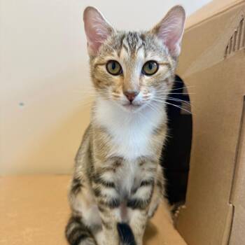 Domestic Short Hair Cats Available for Adoption in Agoura Hills, California - Siena | PetCurious