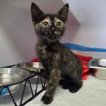 Confetti Carlsbad -  Domestic Short Hair Cat for Adoption in Denver, Colorado - Confetti Carlsbad | PetCurious