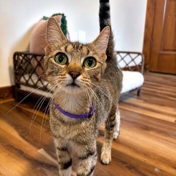 Rhonda Woodville -  Extra Toes Cat Hemingway Polydactyl and Tabby Cat for Adoption in Friendswood, Texas - Rhonda Woodville | PetCurious