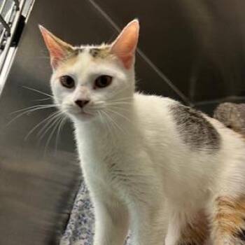 Domestic Short Hair Cats Available for Adoption - Sugars | PetCurious