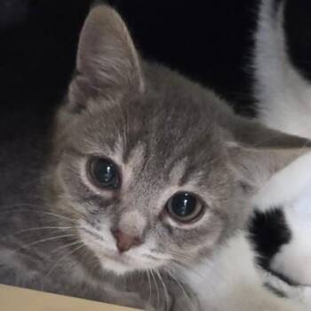 Gracie -  Domestic Short Hair Cat for Adoption in Voorhees Township, New Jersey - Gracie | PetCurious