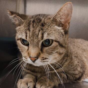 Loaf -  Domestic Short Hair Cat for Adoption in Tuscaloosa, Alabama - Loaf | PetCurious