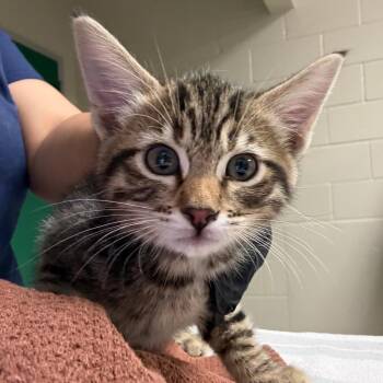 Domestic Medium Hair Cats Available for Adoption in Reno, Nevada - Country Girl | PetCurious