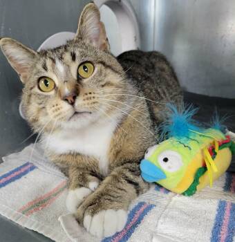 Extra Toes Cat Hemingway Polydactyl Cats Available for Adoption in Portage, Wisconsin - Quinlan | PetCurious