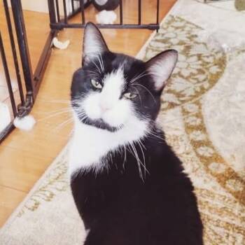 Domestic Short Hair Cats Available for Adoption - Luffy | PetCurious