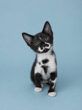 Pretzyl -  Domestic Short Hair Cat for Adoption in Detroit, Michigan - Pretzyl | PetCurious