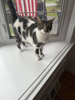 Domestic Short Hair Cats Available for Adoption - S’mores  | PetCurious