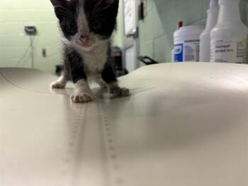 Rescue Domestic Short Hair Cats for Adoption in Grand Prairie, Texas - JORDAN | PetCurious