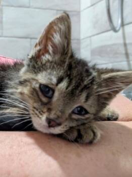 Millikan -  Domestic Short Hair Cat for Adoption in Lemoyne, Pennsylvania - Millikan | PetCurious