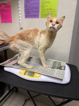 Chef -  Domestic Short Hair Cat for Adoption in Sorrento, Louisiana - Chef | PetCurious