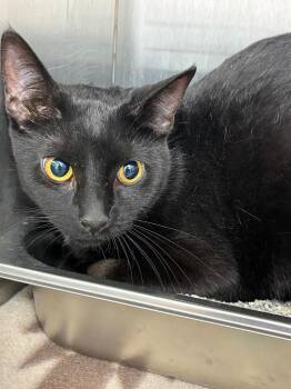 Domestic Short Hair Cats Available for Adoption in Hartsville, South Carolina - Blue Bird | PetCurious