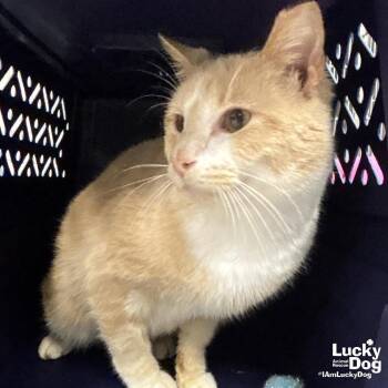 Domestic Short Hair Cats Available for Adoption - Cheeseburger | PetCurious