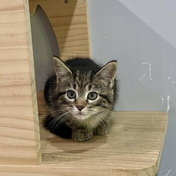 Zorian -  Domestic Short Hair Cat Available for Adoption in Fairmont, West Virginia - Zorian | PetCurious